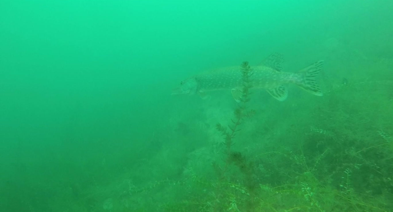 Tauchen am Attersee im Herbst